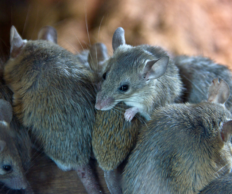 Emergency Mice Control in Essex