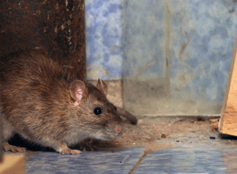 Rat Control Essex