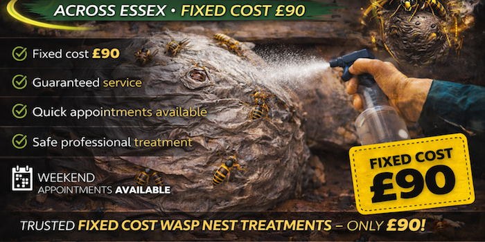 Wasp exterminator essex