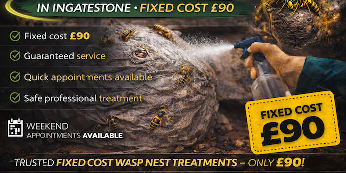 Ingatestone Wasp Removal £90