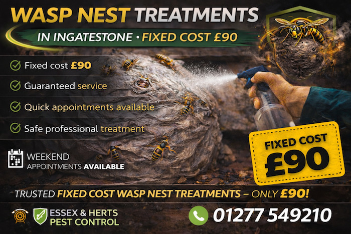 Ingatestone Wasp Removal £90
