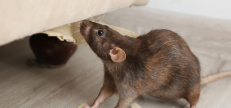 How much is Rat Control In Barking