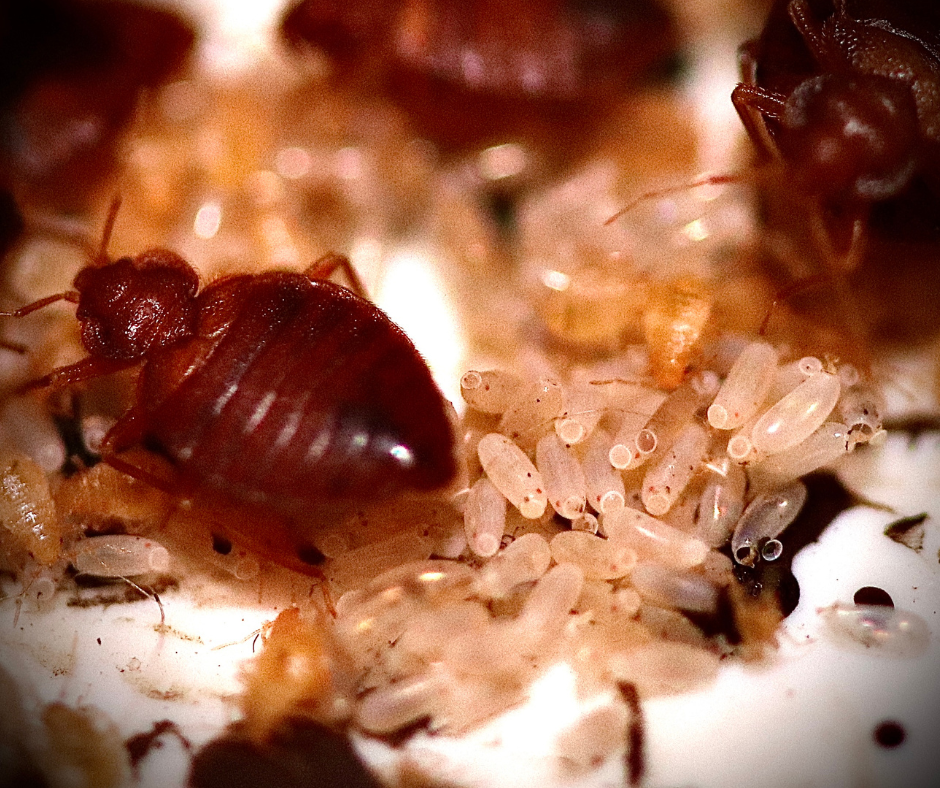 Bedbug Treatments East Ham