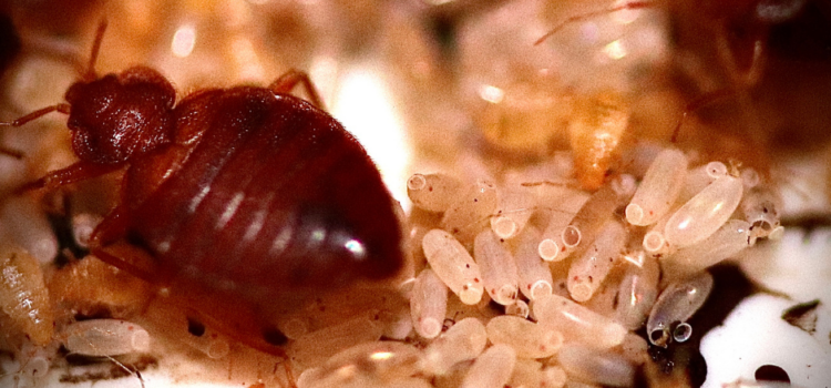 How much is Bedbug Control In Barking