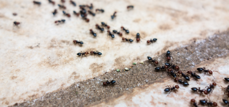 How much is Ant Control In Barking
