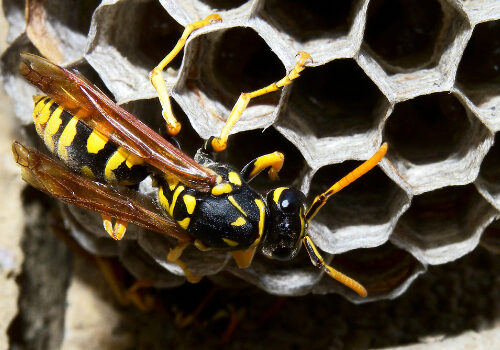 How much is Wasp Nest Treament In Barking £90 Fixed Cost