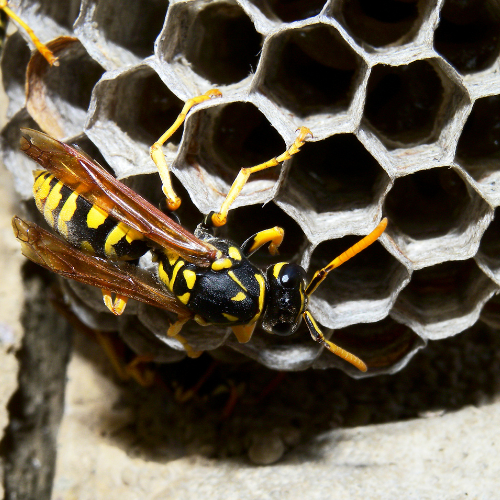 How much is Wasp Nest Treament In Barking £90 Fixed Cost