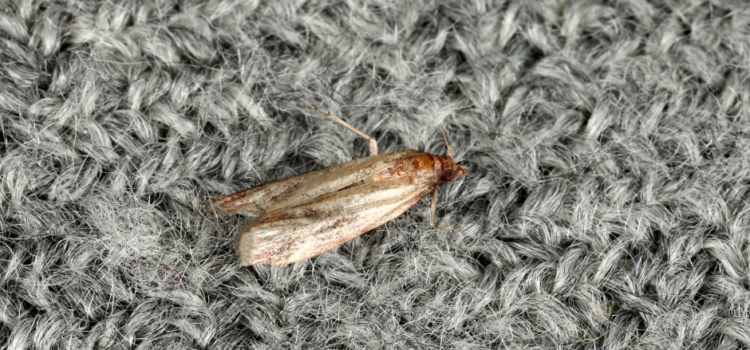 How Do you get rid of Carpet moths in Barking