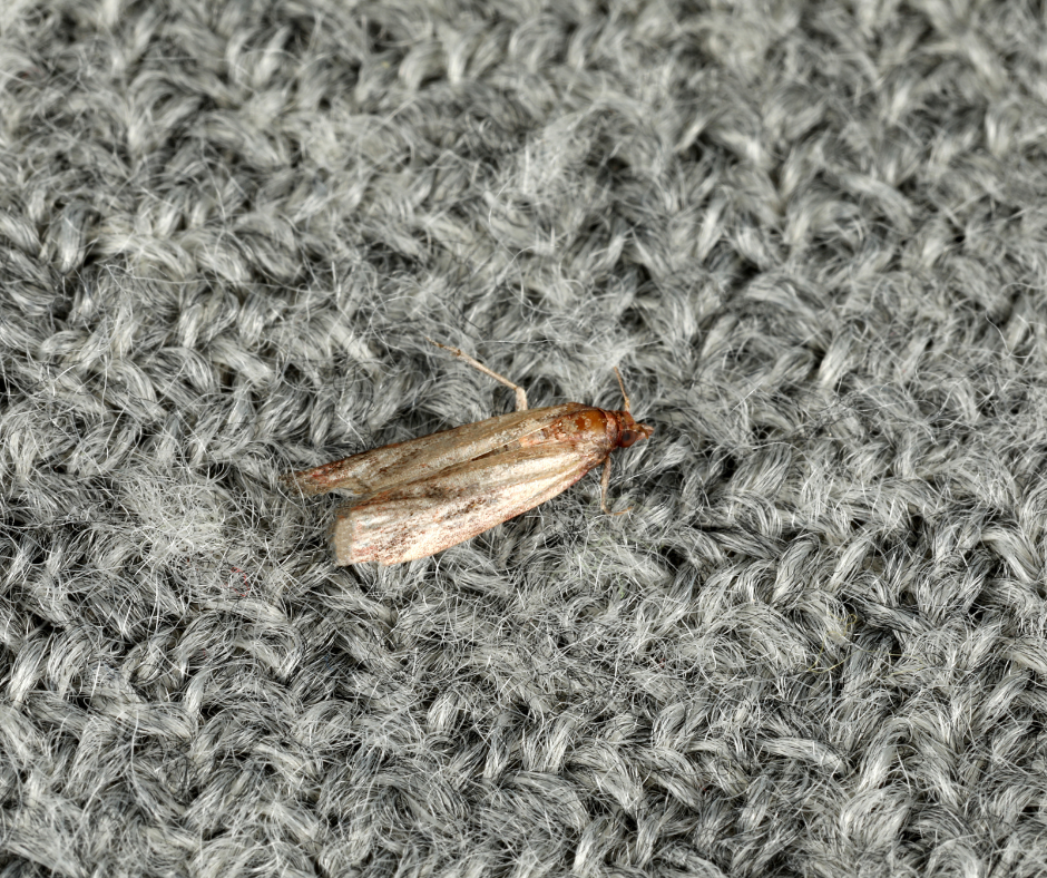How Do you get rid of Carpet moths in Barking
