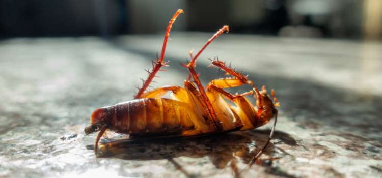 Pest control in barking cost