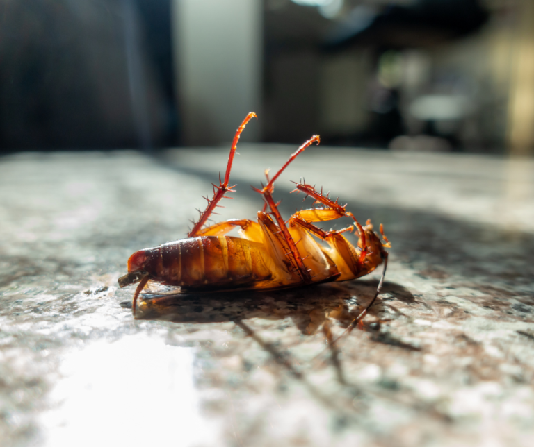 Pest control in barking cost